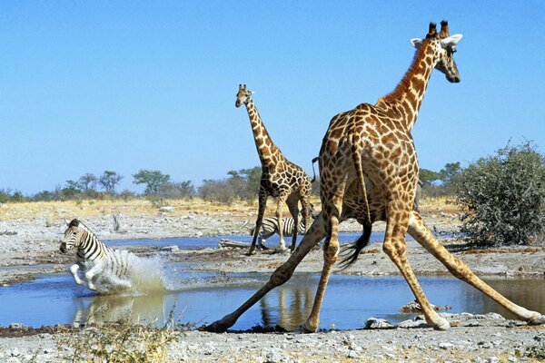 Les zèbres et les girafes sont venus à l abreuvoir