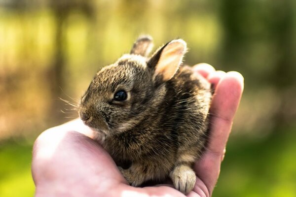 Ein neugeborenes Häschen wird in die Hand einer Person gelegt