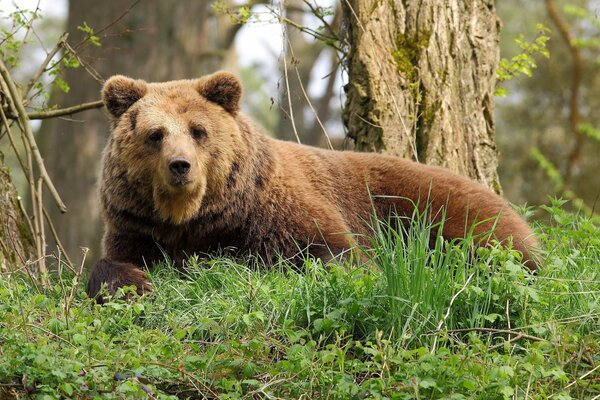 Brown bear in the taiga forest