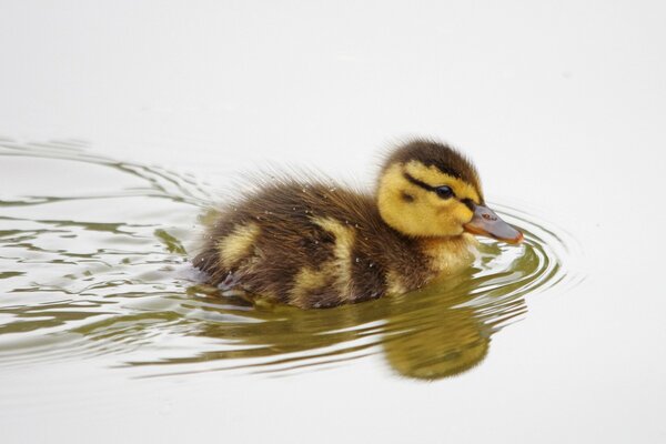 Duck swims in the pond