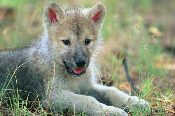 A cute wolf cub is lying in a clearing