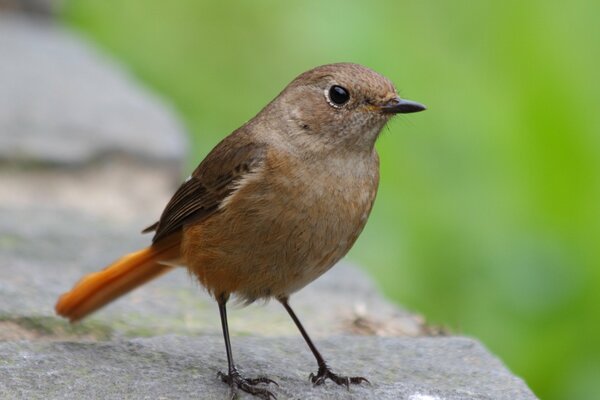 Ein kleiner Vogel sitzt auf einem Stein