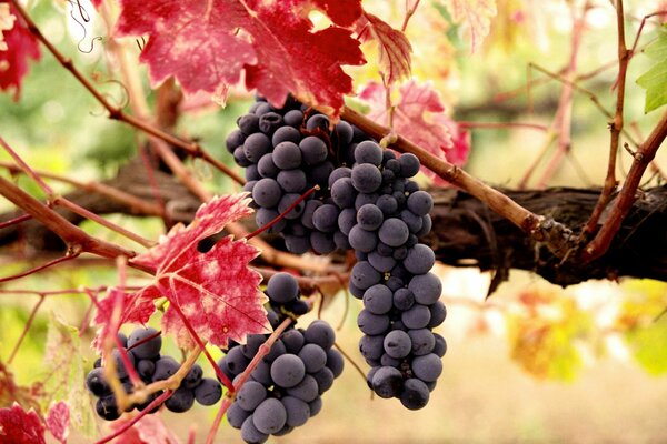 Grappe de raisin sur une branche avec des feuilles