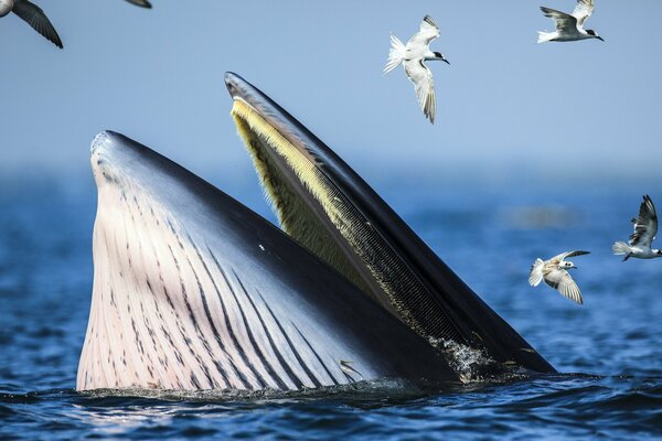 Una balena emerge dal mare blu