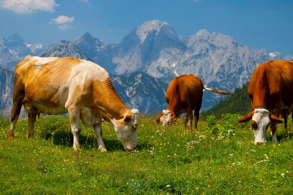 Vaches paissent dans les prairies alpines
