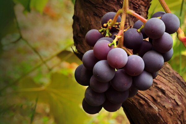 Frosted grapes on a background of greenery