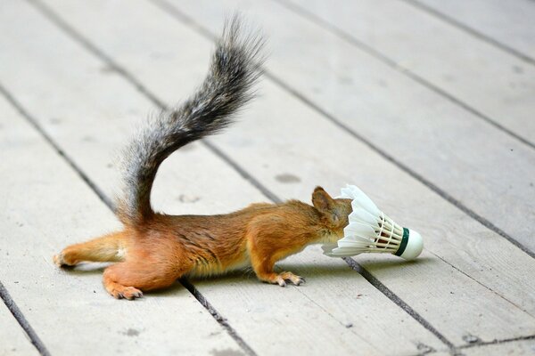 Squirrel playing with a shuttlecock for badminton