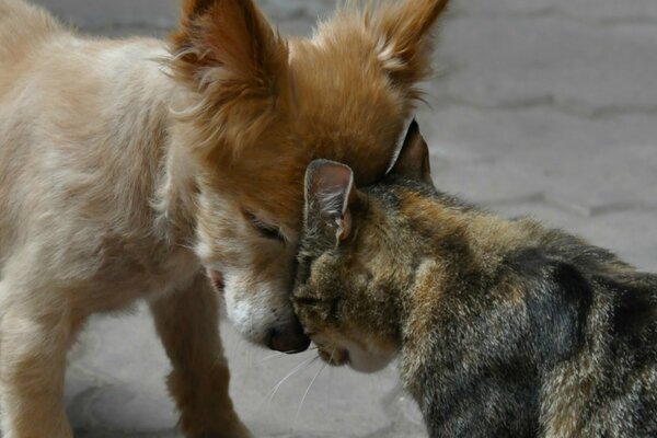 Верные друзья кошка и щенок