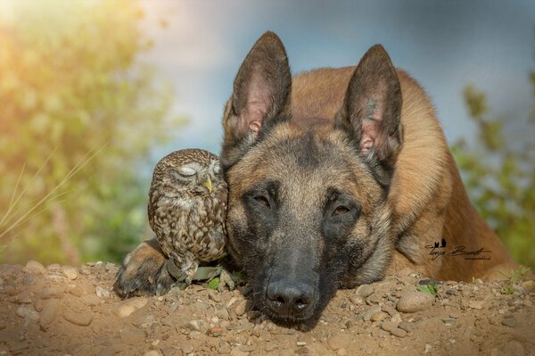 Belgian Shepherd and owl friends