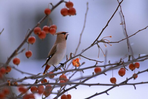 Uccello Waxwing su un ramo di bacche in inverno