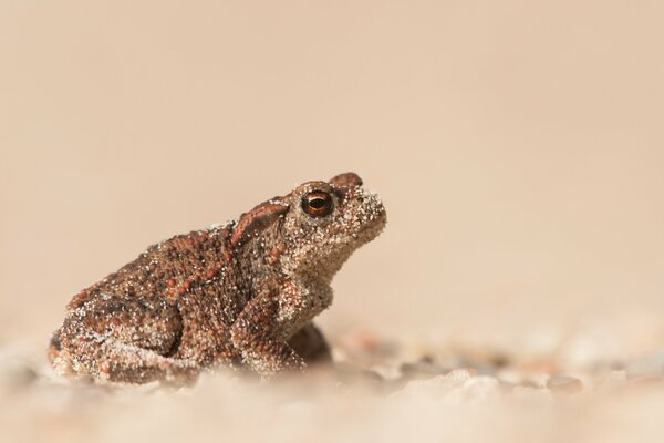 Kröte im Sand auf verschwommenem Hintergrund