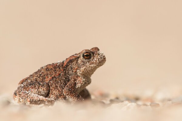 Toad in the sand on a blurry background