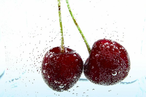 Ramita de cerezas maduras en gotas de agua