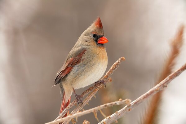 L oiseau cardinal a une espèce très importante