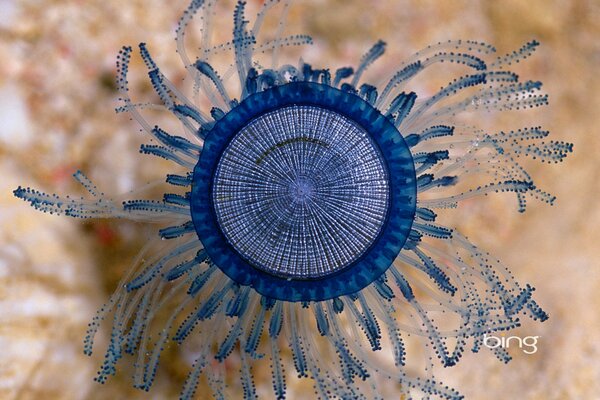 Blue little jellyfish macro shooting in the sea