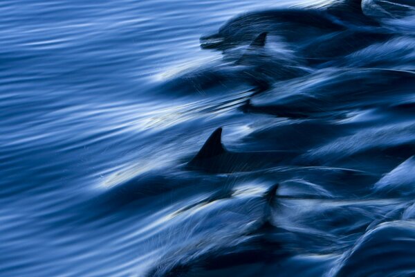 Photo dolphins in the sea