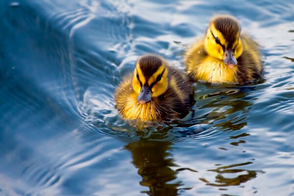 Couple de canetons sur l eau