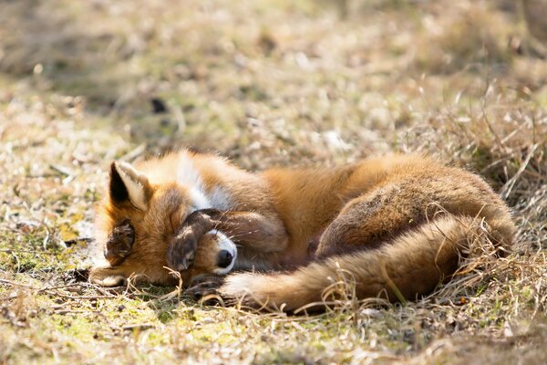 Timide renard sur la pelouse de la forêt