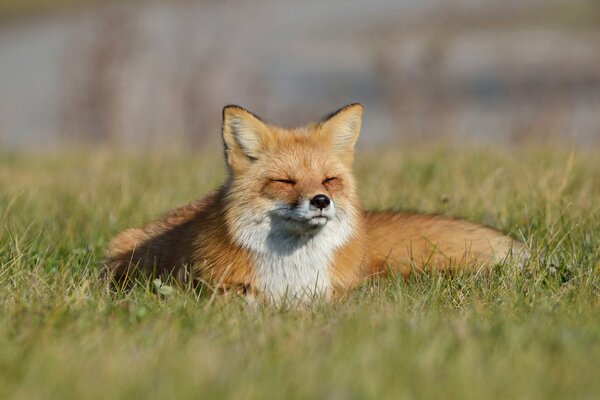 Der Fuchs ruht im grünen Gras