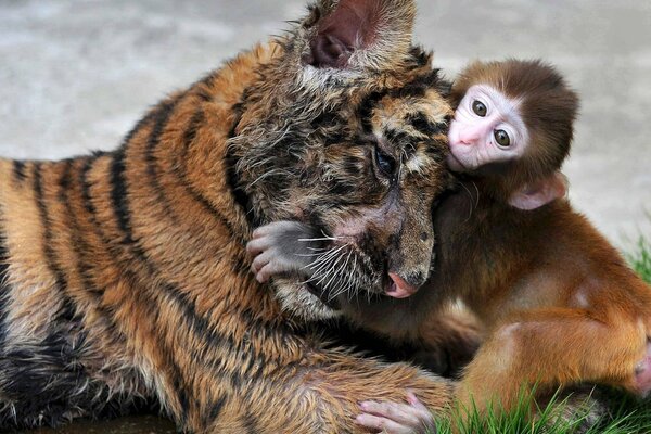 Scimmia e cucciolo di tigre che si abbracciano nell erba