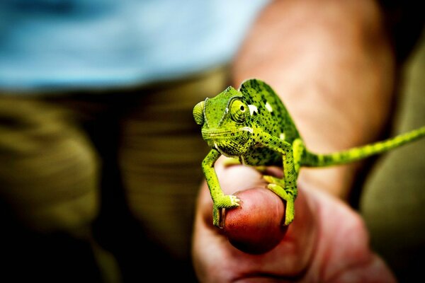 The green chameleon sits on the arm during macro shooting