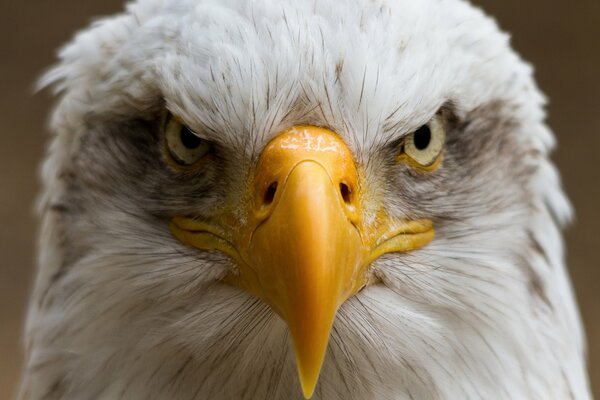 Regard sérieux d un oiseau avec un bec jaune