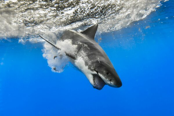 Photo shark in the sea