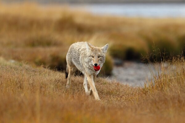 Die natürliche Steppe und das Leben durch die Augen eines Wolfes