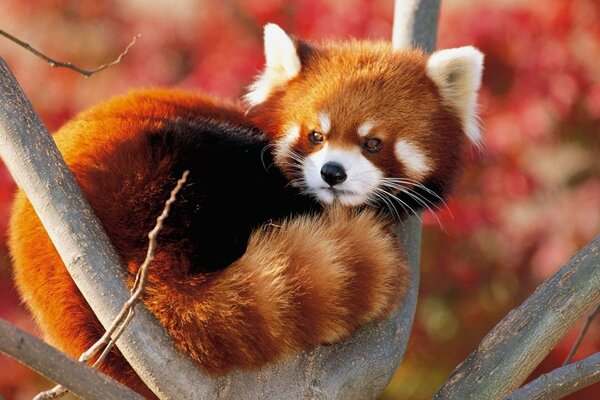 Little red panda on a branch