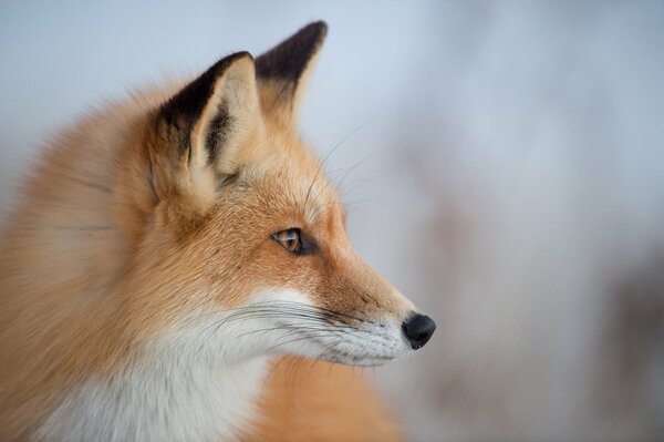 Fox perfil en la naturaleza