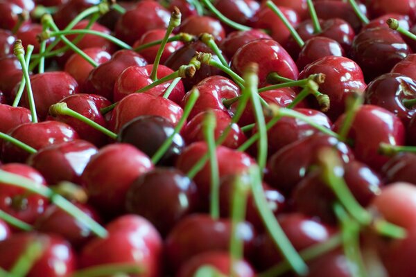 A lot of cherry berries