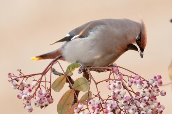 Porcin sur une branche de feuilles et de baies