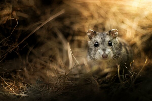 Macro shooting of a Jungar hamster rodent in the grass