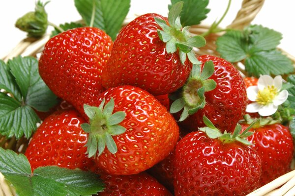 Strawberry Berry Basket