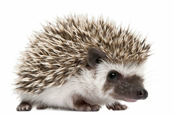 Little hedgehog on a white background