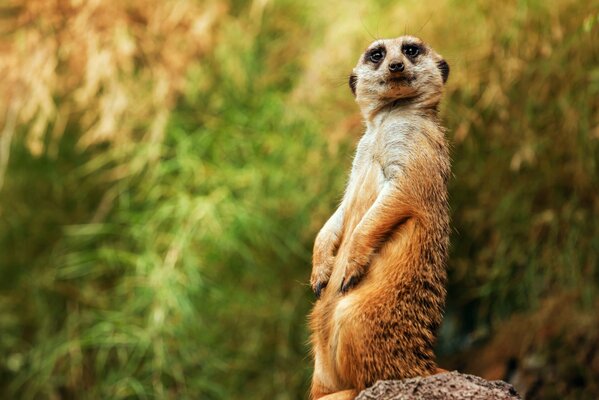 Suricata en pose contra el fondo de la naturaleza