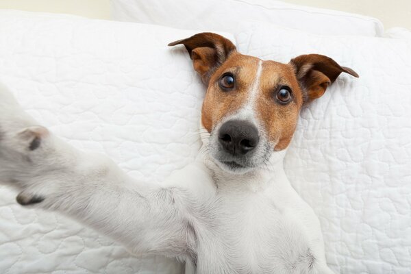 Foto perro haciendo selfies