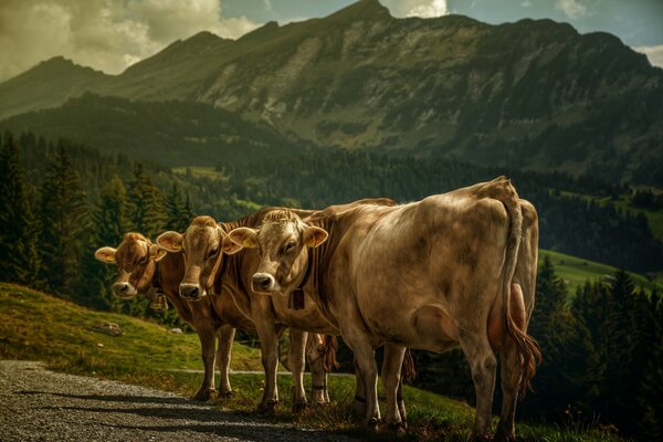 Three cows on the background of mountains