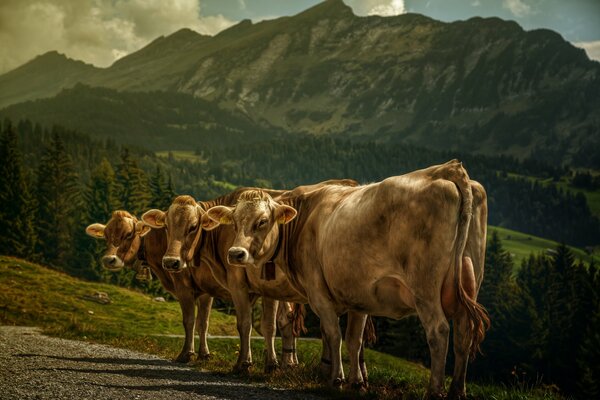 Tres vacas en medio de las montañas