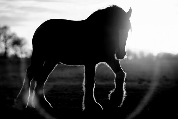 Il cavallo si aggira nei raggi del tramonto