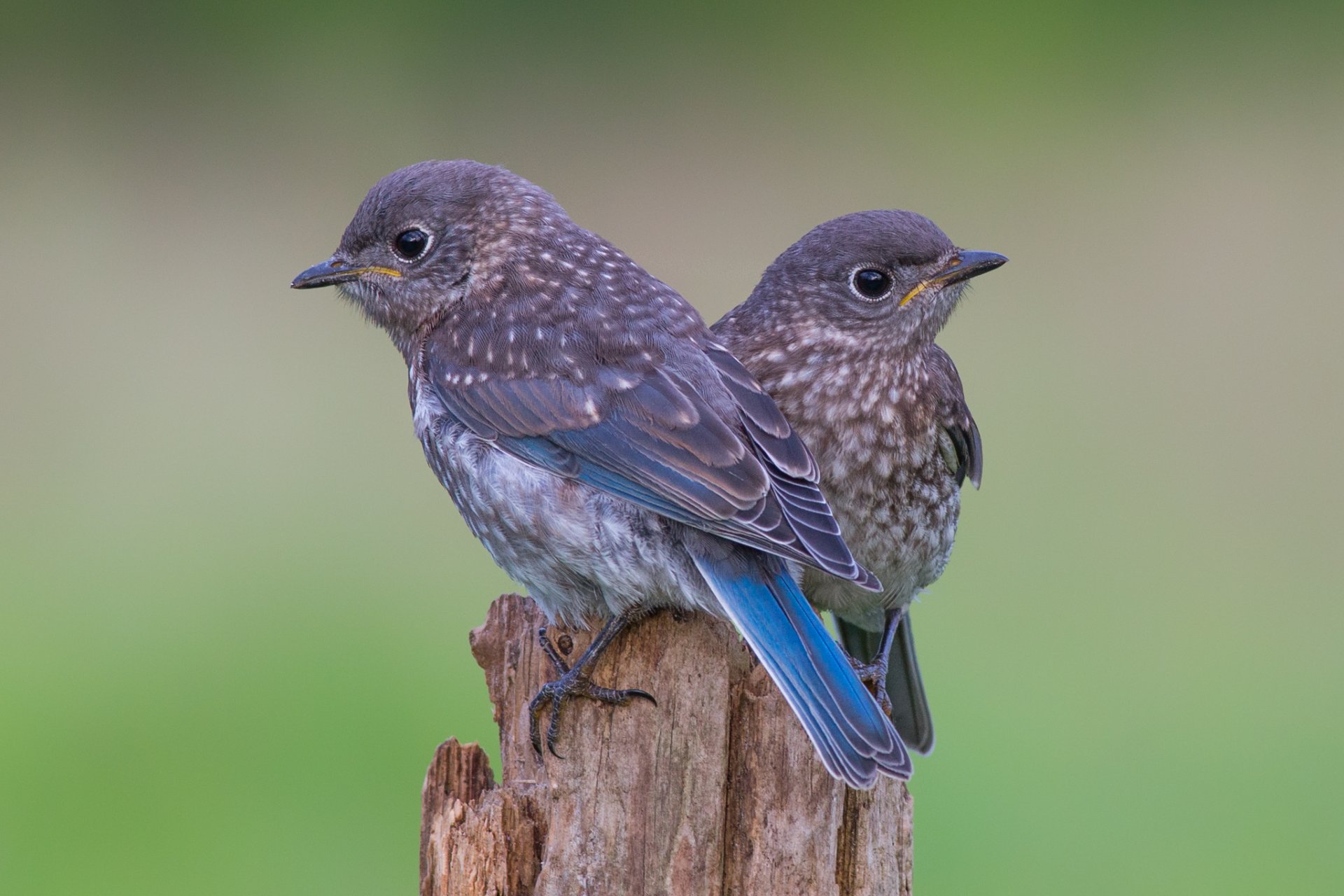 tub birds bluebirds oriental sial chicks two