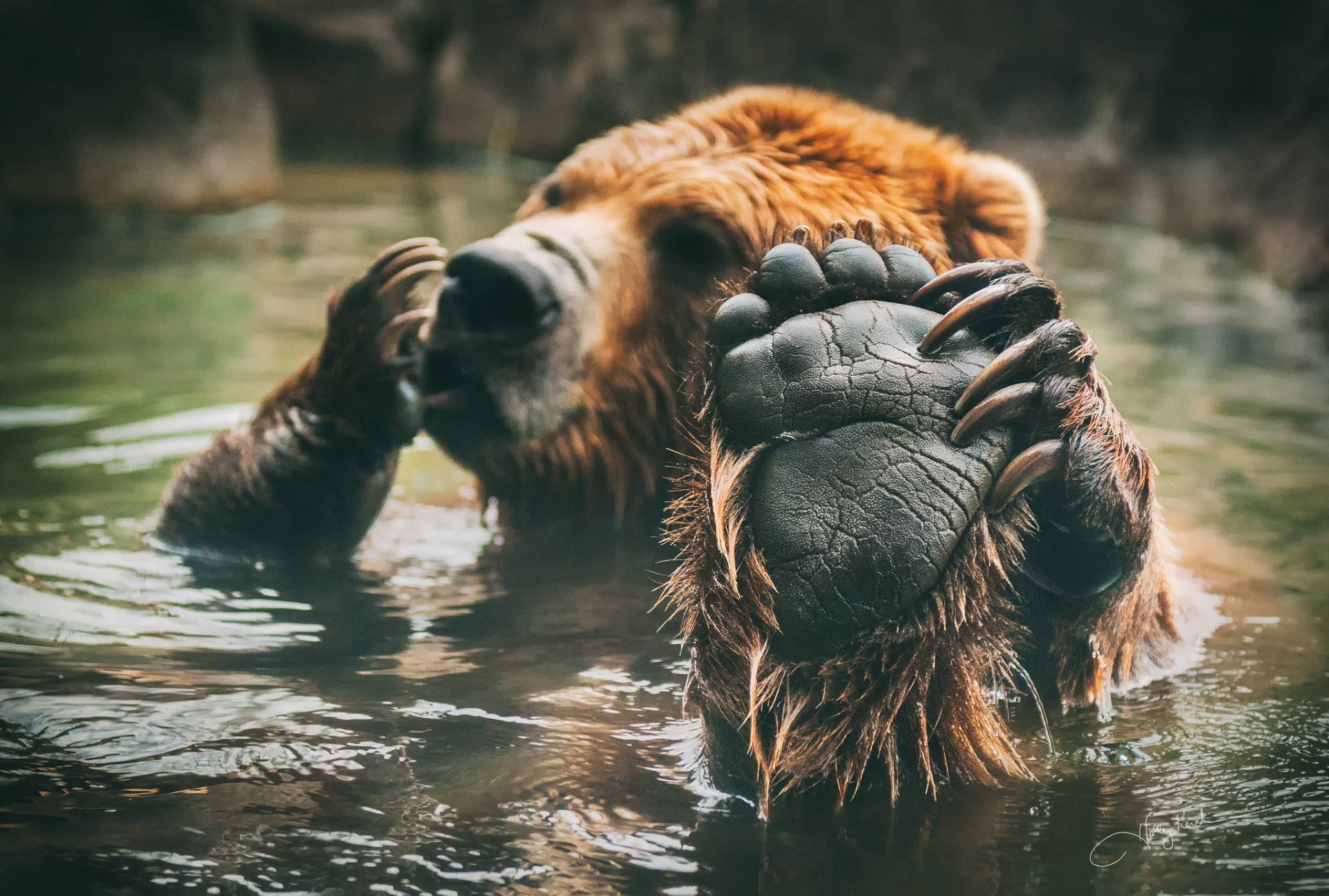 brown bear swimming paw