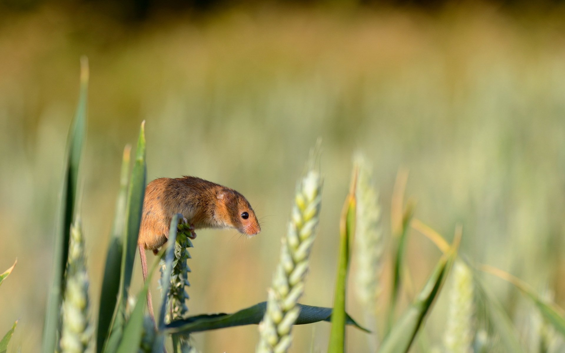 ratón de la vendimia naturaleza verano