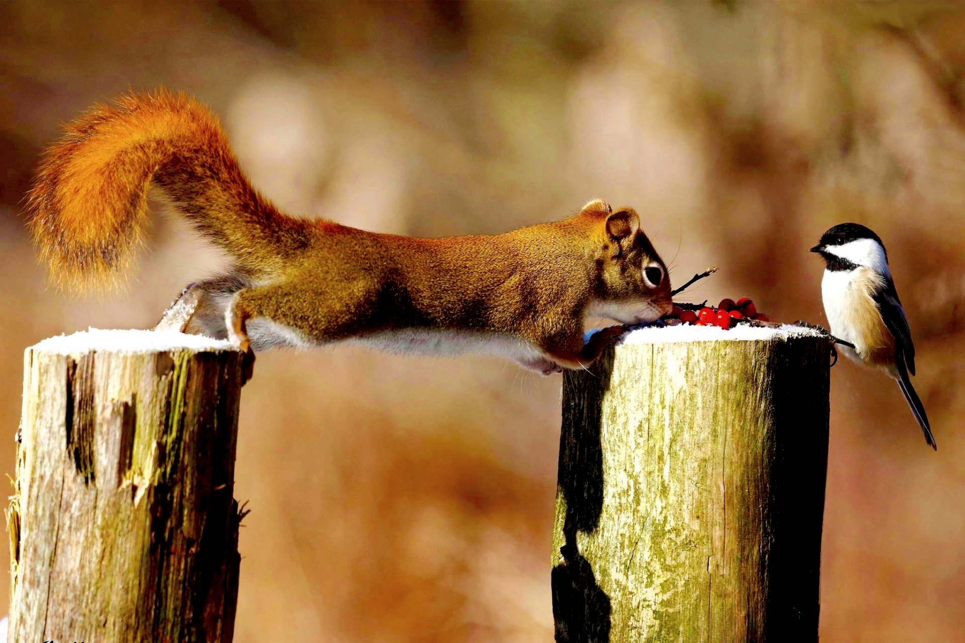 eichhörnchen vogel beeren situation