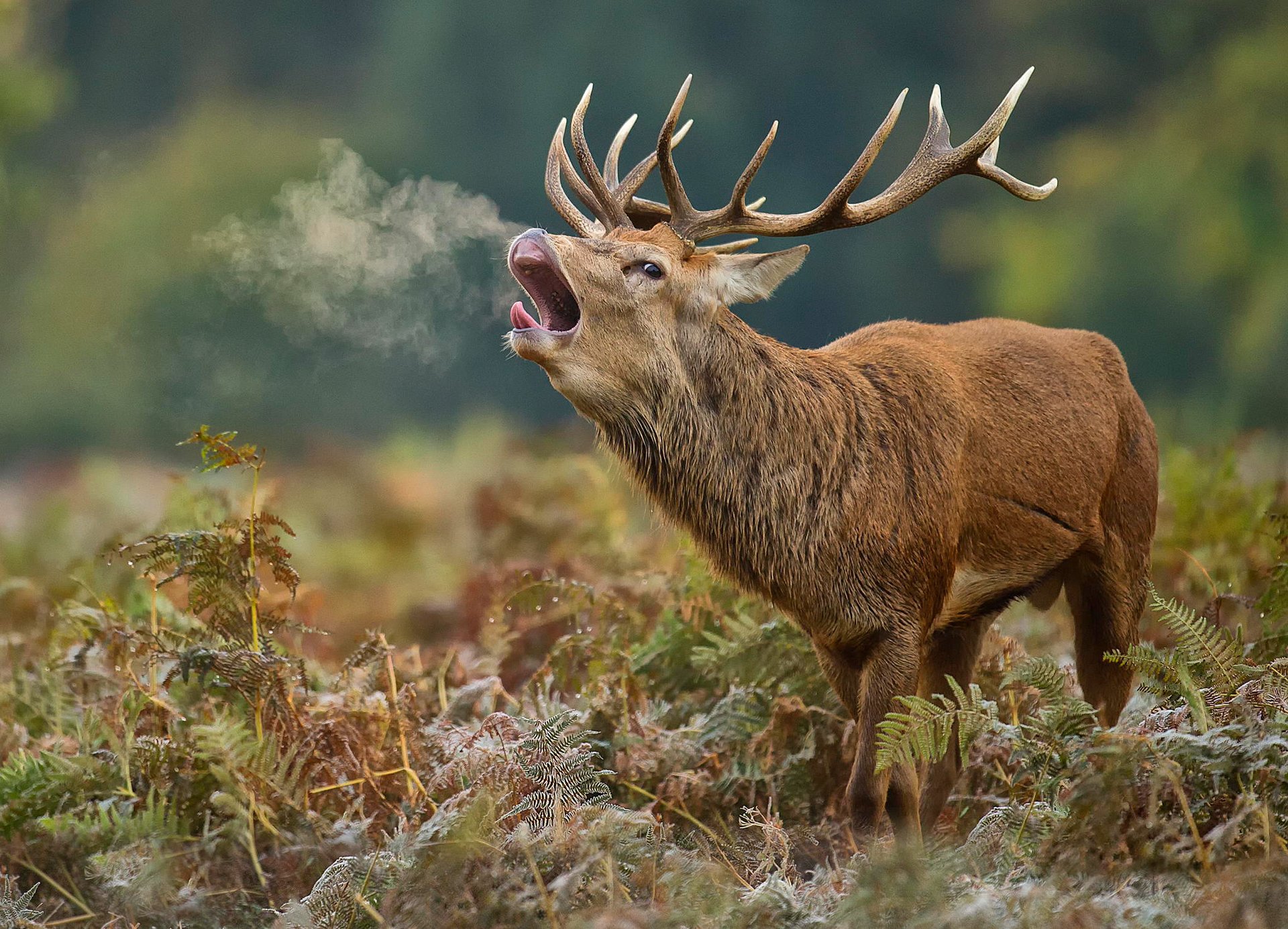 cervo corna ruggito natura gelo autunno