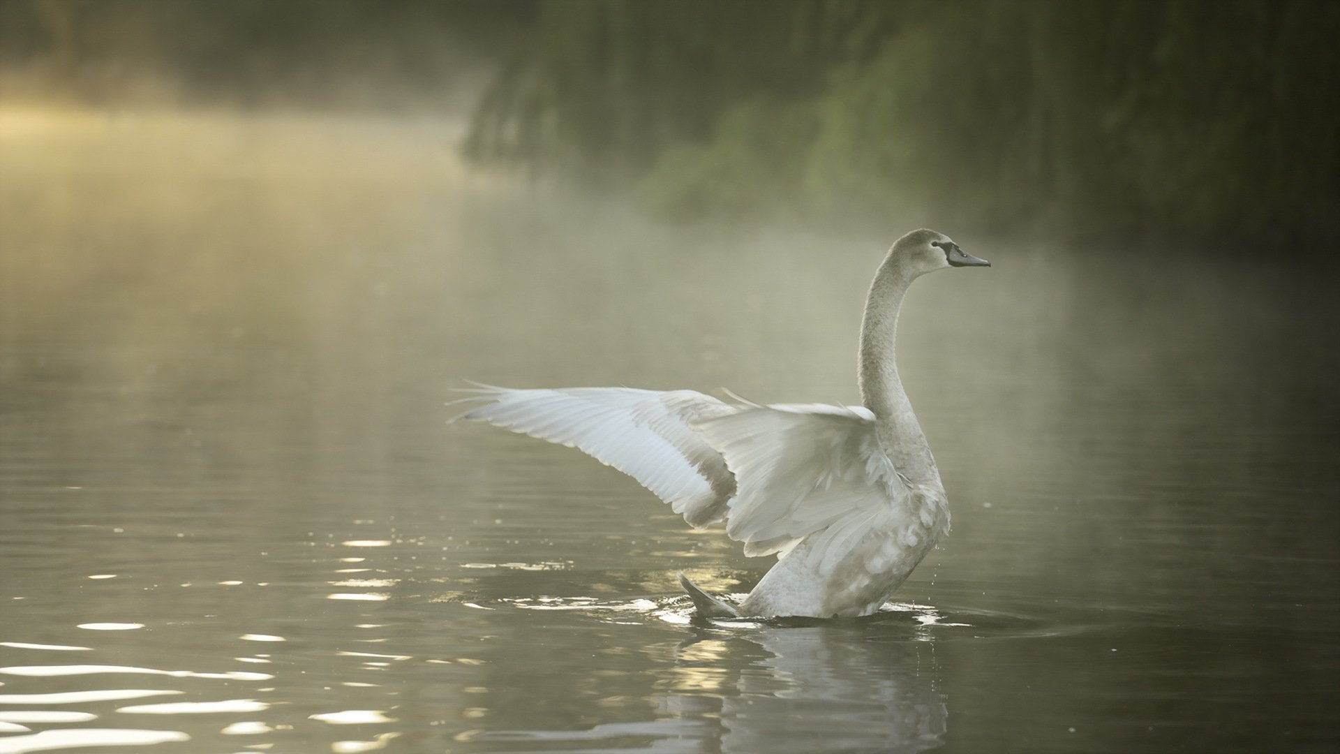 poultry swan nature