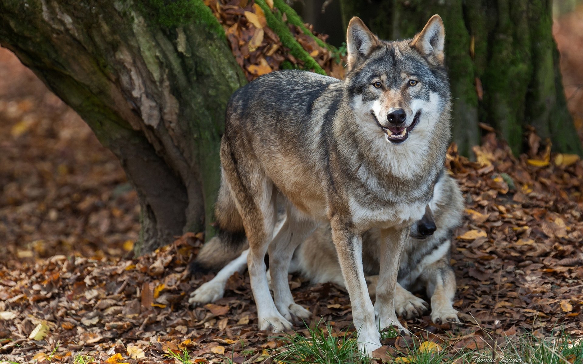 lobos depredadores enfermeros otoño