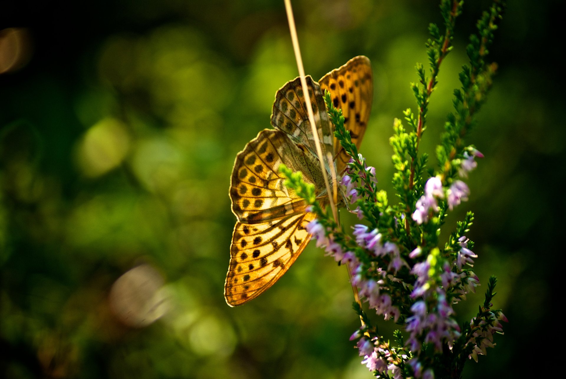 mariposa flores verano sol calor