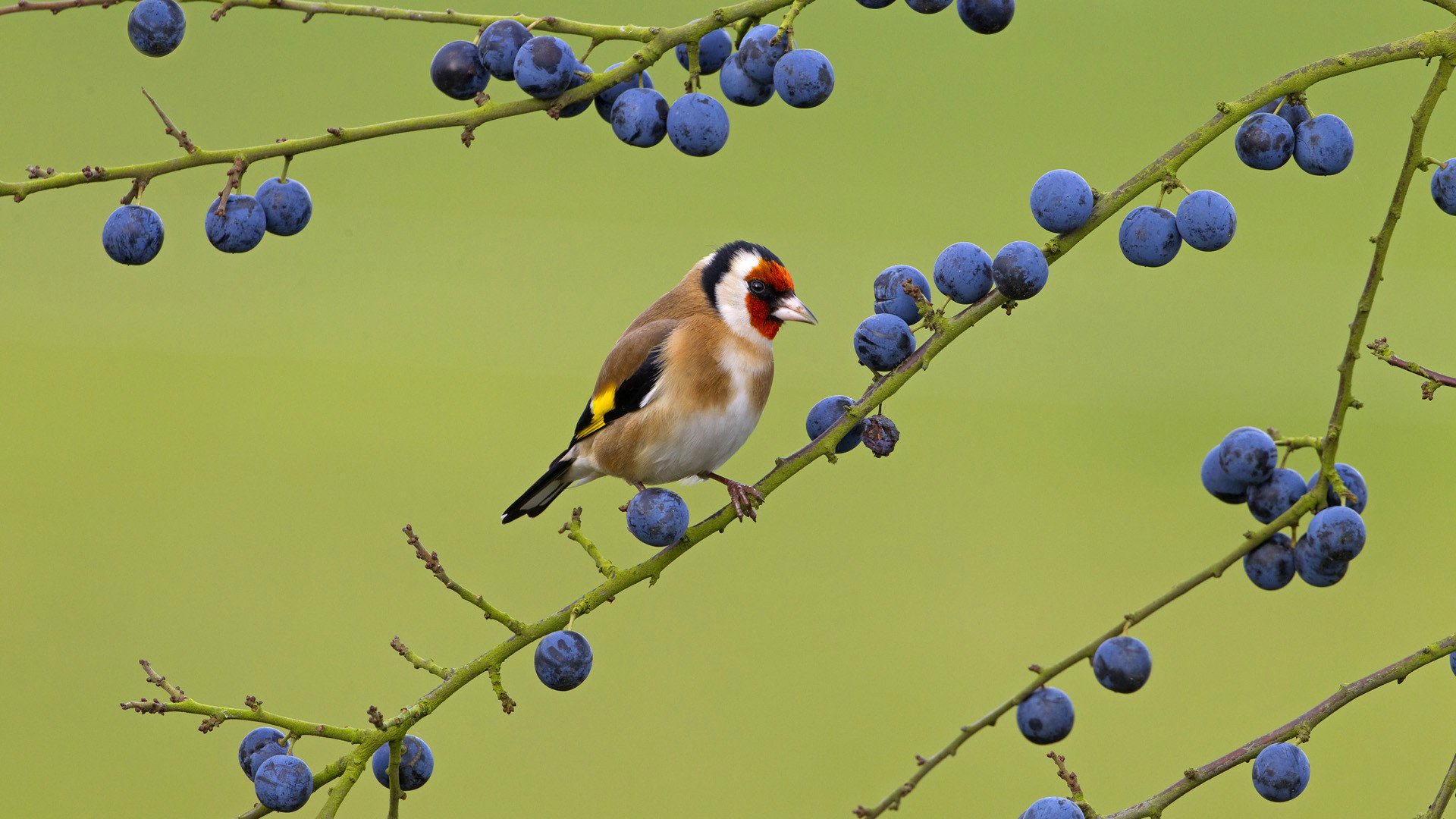 oiseau branche baie couleur nature