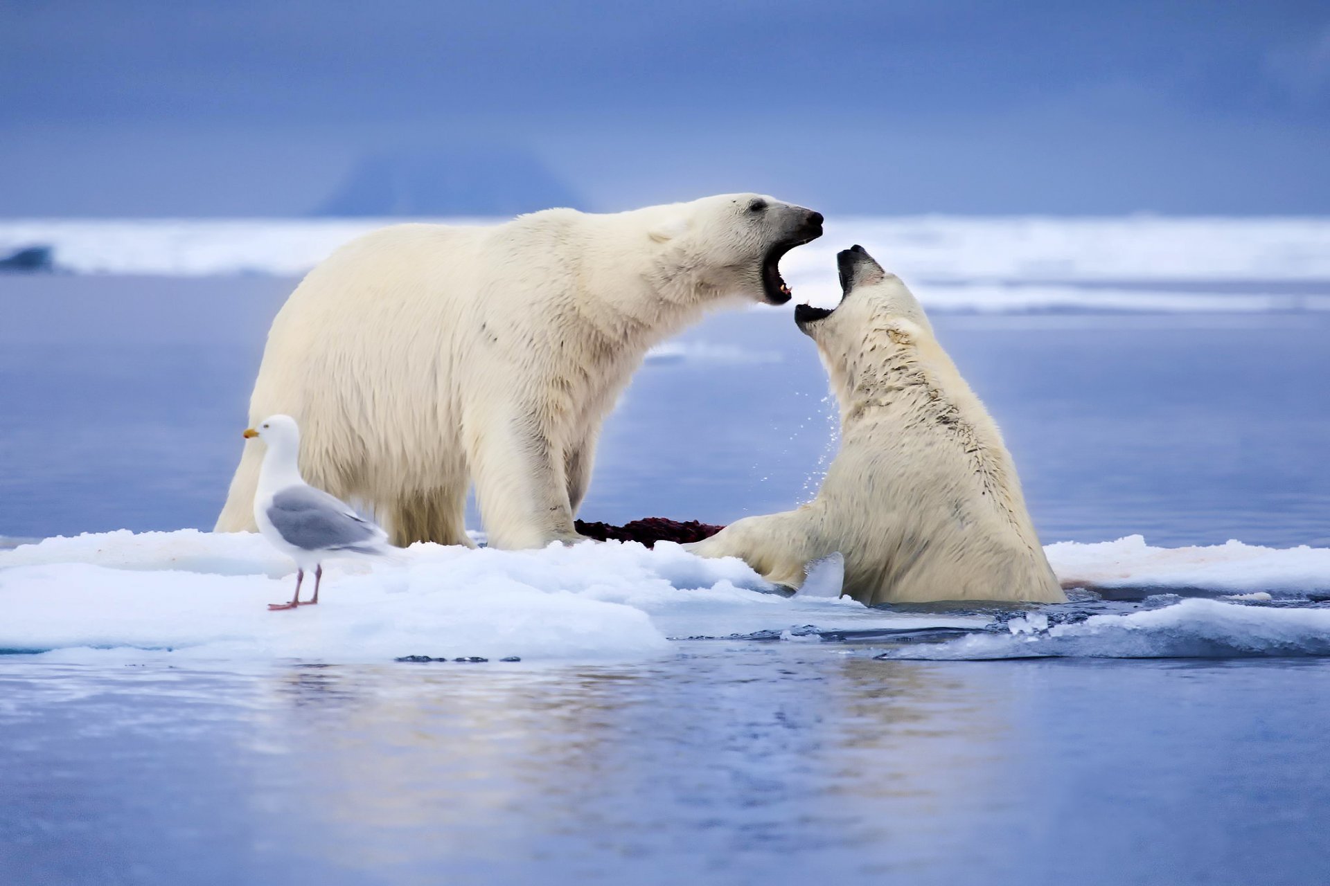 orsi polari animali gabbiano uccello banchi di ghiaccio neve mare norvegia